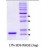 SDS-Page: alpha Synuclein Protein [NBC1-18324] - a-Synuclein, 11.3 kDa (112 aa) , confirmed by MALDI-TOF with a purity of 95% by SDS - PAGE